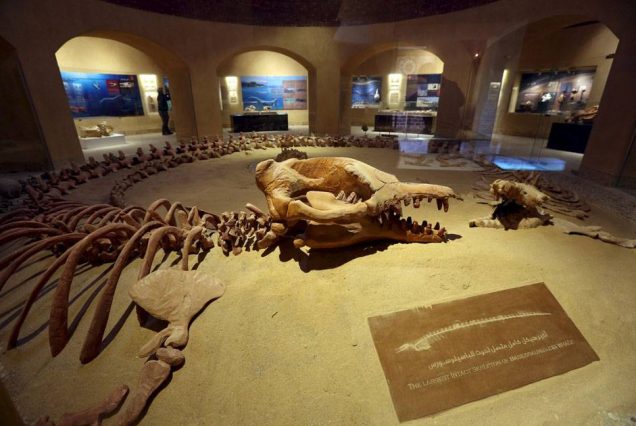 Echoes of Nature: A Journey to Fayoum Oasis
