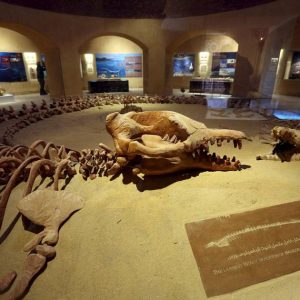 Echoes of Nature: A Journey to Fayoum Oasis