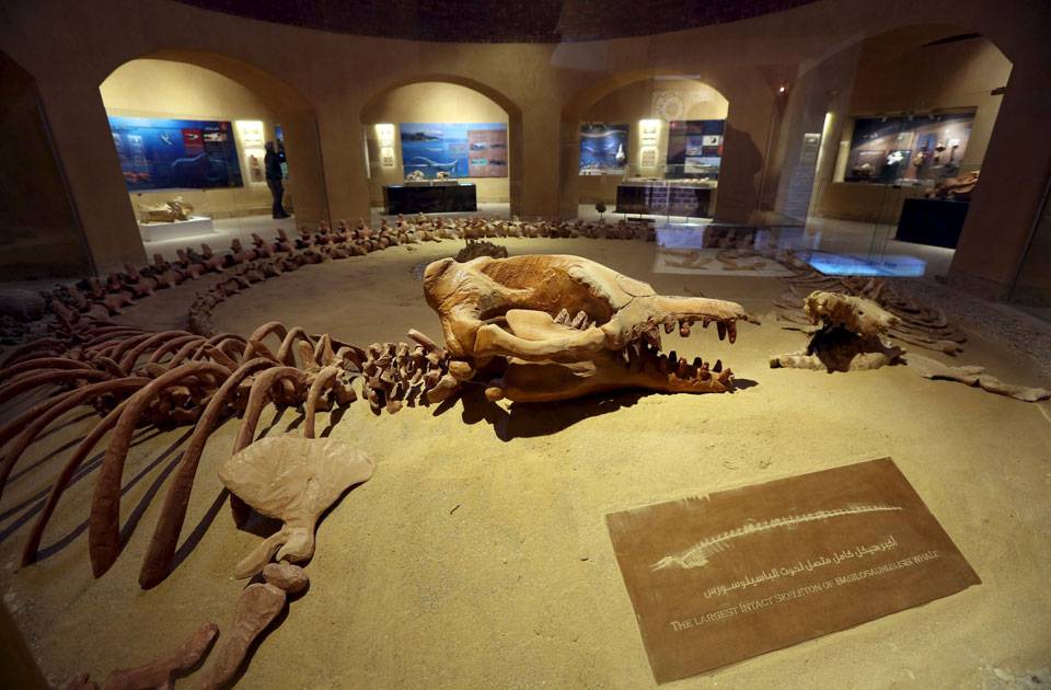 Echoes of Nature: A Journey to Fayoum Oasis